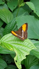 Adelpha