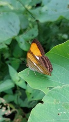 Adelpha