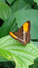 Adelpha