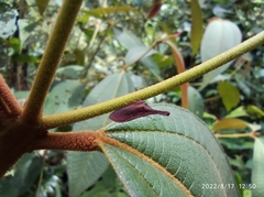 Membracidae