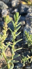 Suaeda maritima