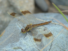 Sympetrum pedemontanum