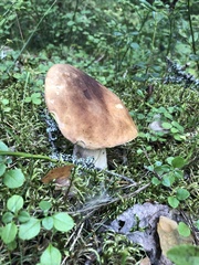 Boletus edulis