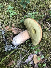 Boletus edulis
