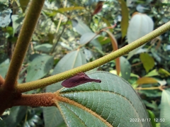 Membracidae