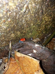 Oophaga pumilio