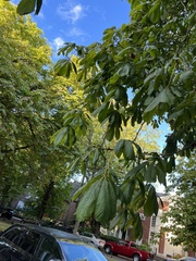 Aesculus hippocastanum