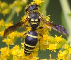 Ancistrocerus catskill