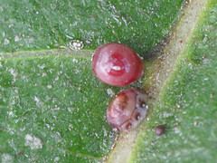 Ceroplastes