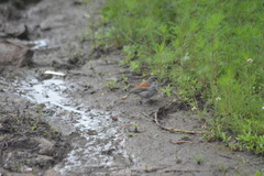 Junco phaeonotus