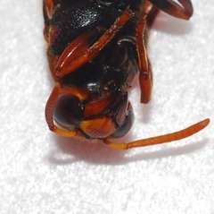 Eumeninae