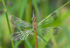 Sympetrum pedemontanum