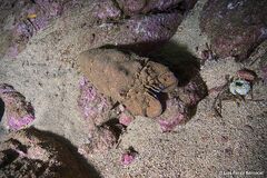 Scyllarides herklotsii