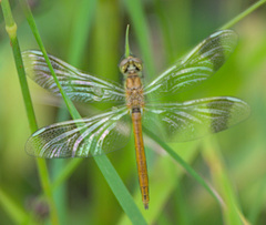 Sympetrum pedemontanum