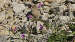 Dianthus subacaulis
