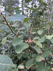 Amelanchier alnifolia