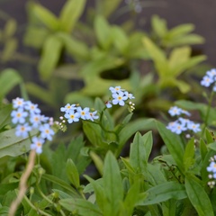 Myosotis scorpioides
