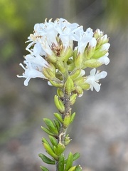 Selago glomerata