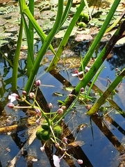 Sagittaria sagittifolia