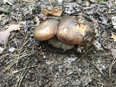 Suillus luteus