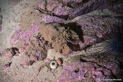 Scyllarides herklotsii