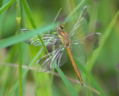 Sympetrum pedemontanum