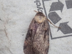 Pseudohermonassa bicarnea