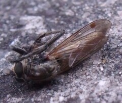 Eutolmus rufibarbis