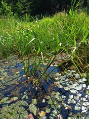 Sagittaria sagittifolia