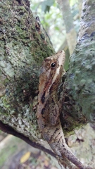 Anolis scypheus