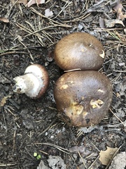 Suillus luteus