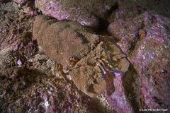 Scyllarides herklotsii