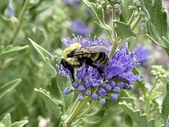 Bombus griseocollis