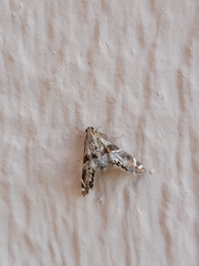 Petrophila jaliscalis