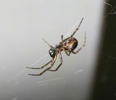Steatoda bipunctata
