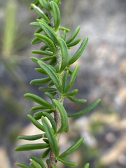 Selago glomerata