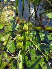 Sagittaria sagittifolia