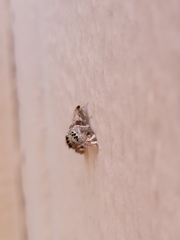 Petrophila jaliscalis