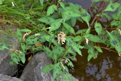Persicaria maculosa