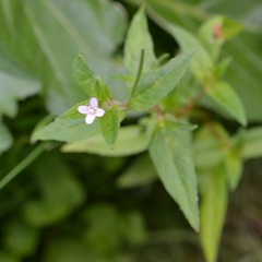 Epilobium adenocaulon