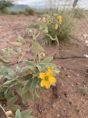 Senna bauhinioides
