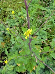 Brassiceae