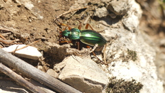 Carabus auratus