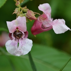 Impatiens glandulifera