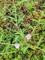Persicaria pensylvanica