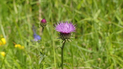 Carduus defloratus