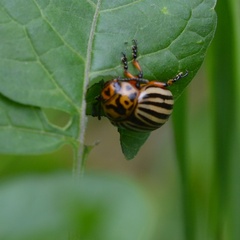 Leptinotarsa decemlineata