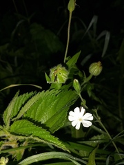 Silene latifolia alba