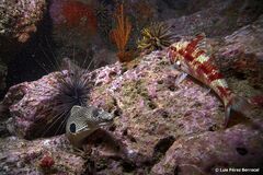 Pseudupeneus prayensis