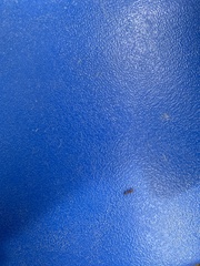 Pseudomyrmex